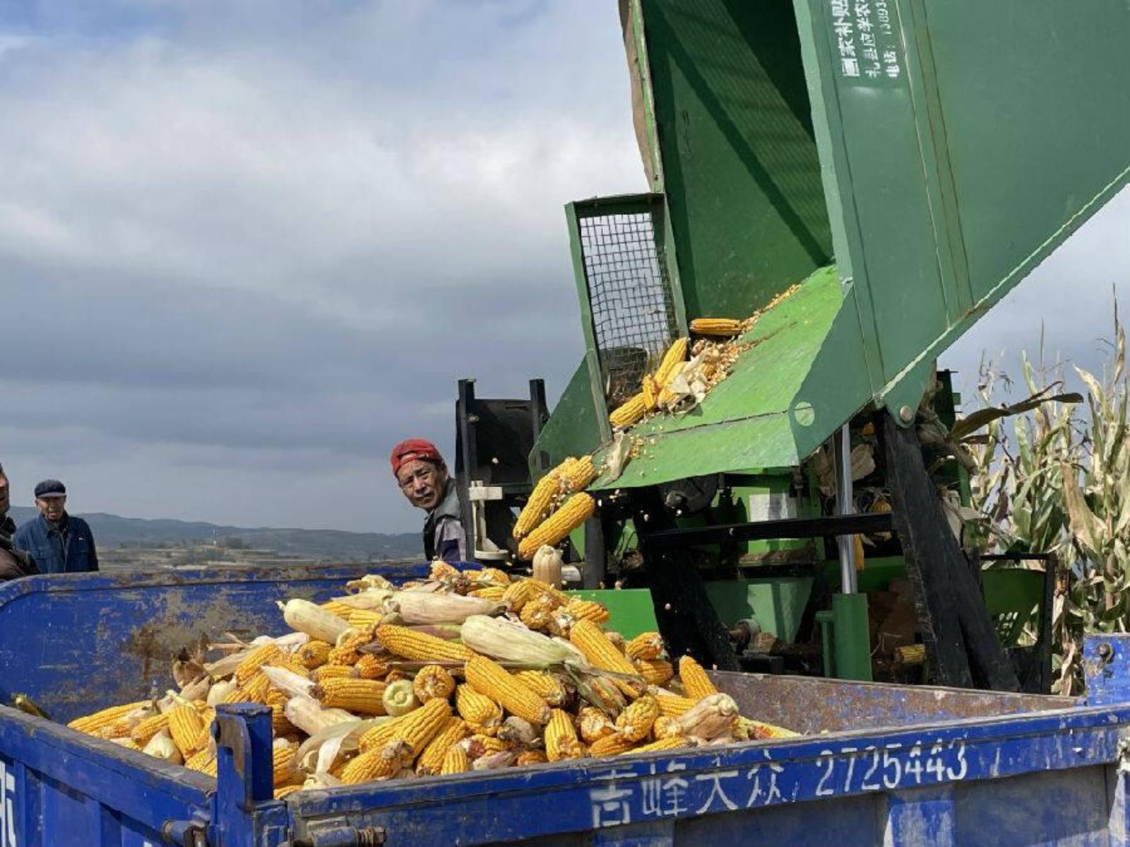 礼县惠裕农家庭农场机械收割玉米 (王晓瑜 摄)