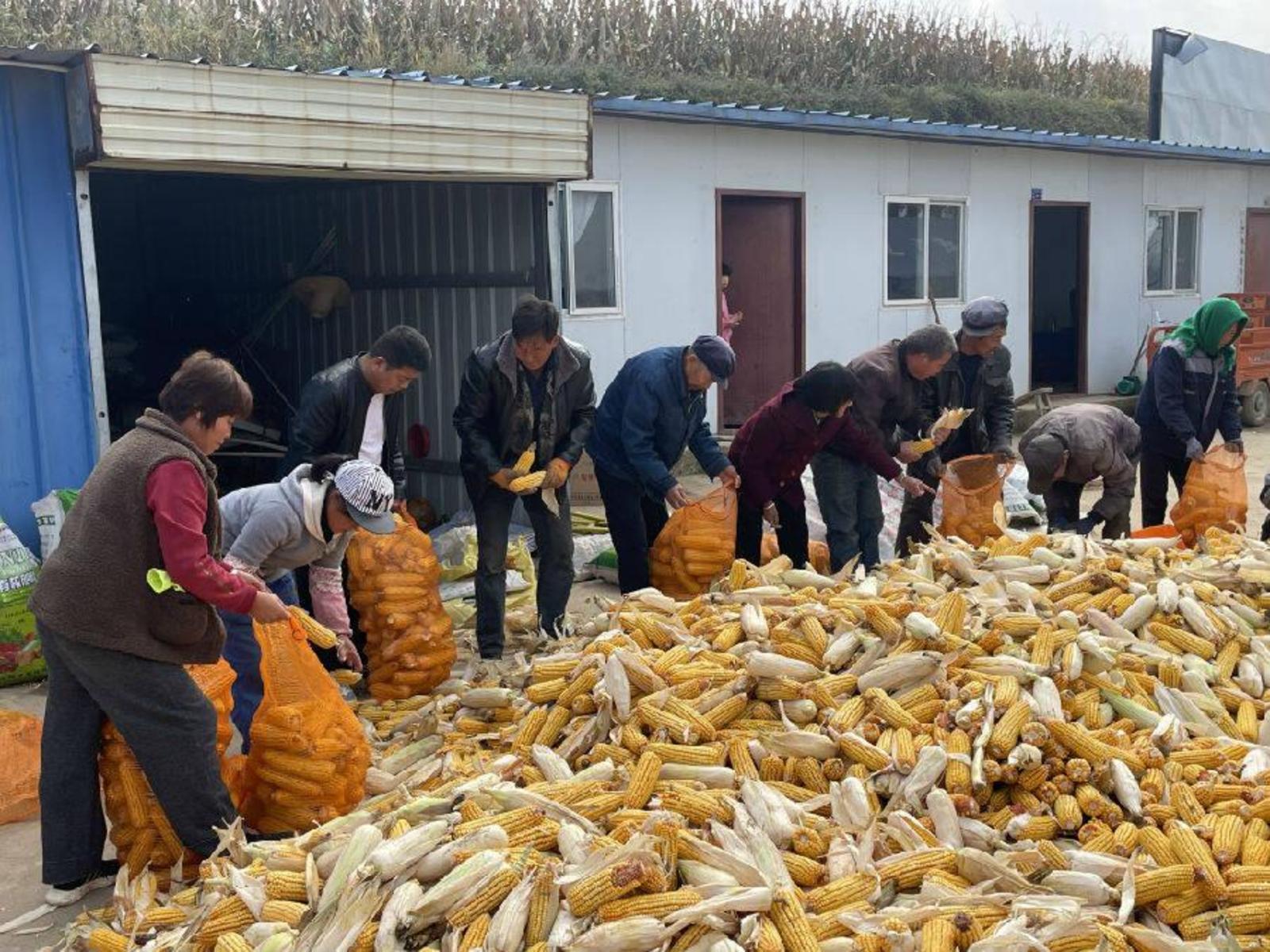 礼县惠裕农家庭农场机械收割玉米 (王晓瑜 摄)