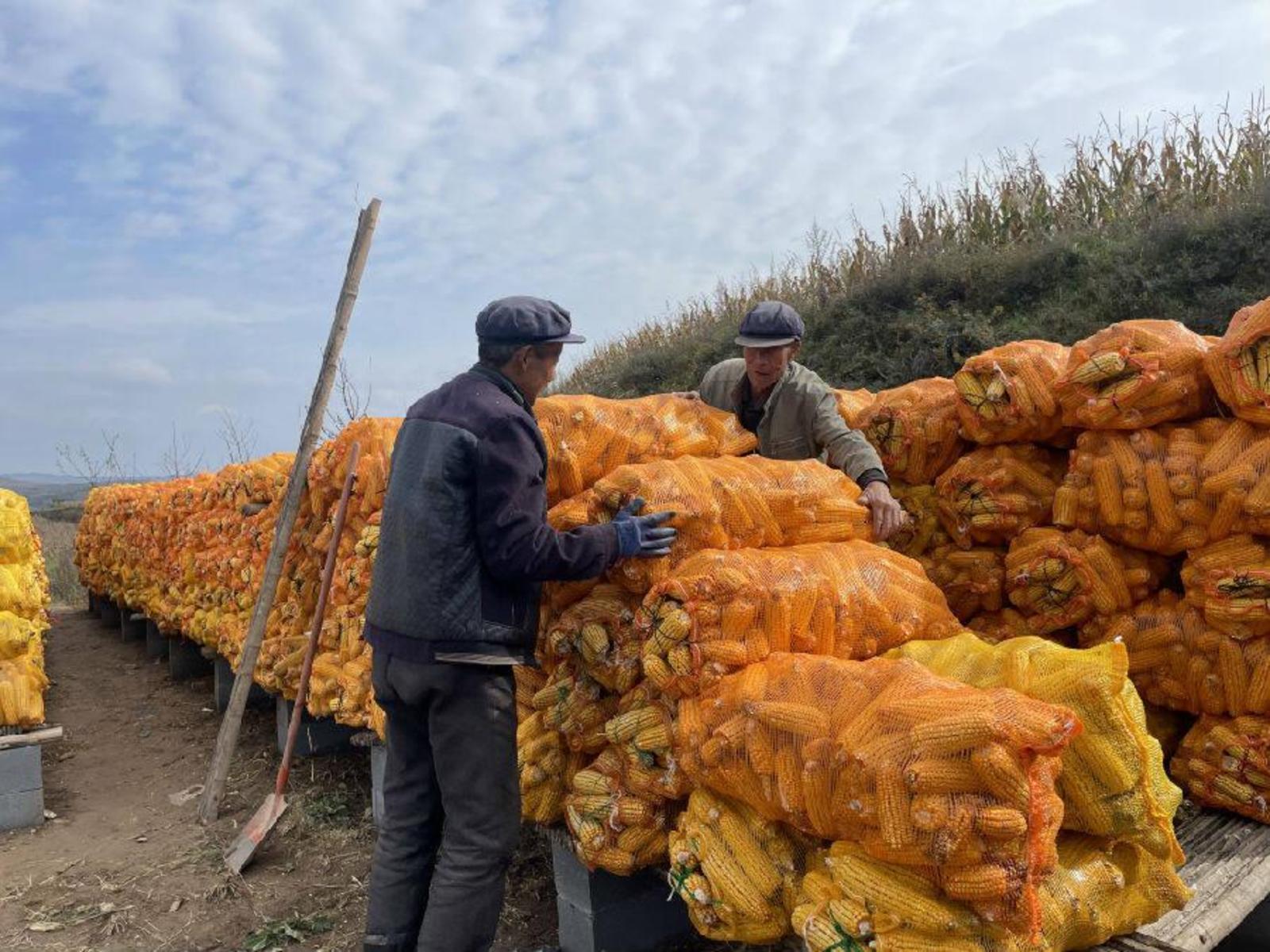 礼县粮食种植大户晾晒玉米 (王晓瑜 摄)